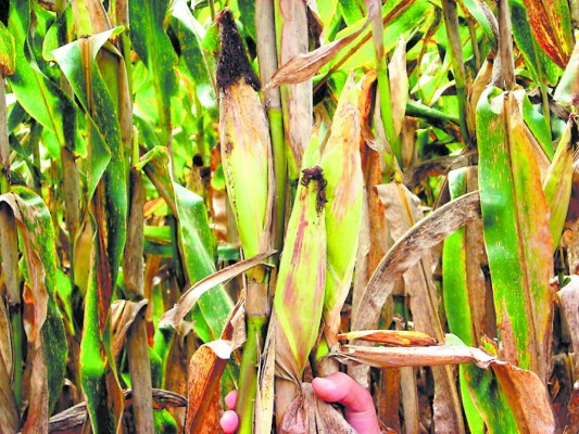 Baja producción persiste desde hace dos décadas
