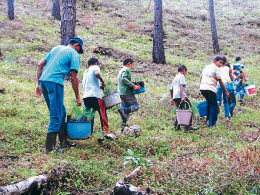 Pobladores de Salamá y La Unión producen ocote para exportación