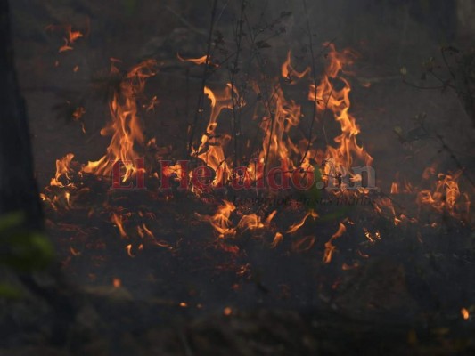Las infernales imágenes del incendio que consume el bosque de la capital de Honduras