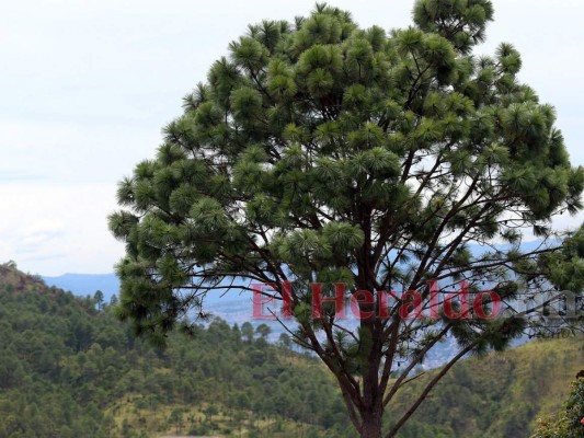 Identifican viveros para cumplir plan forestal con México