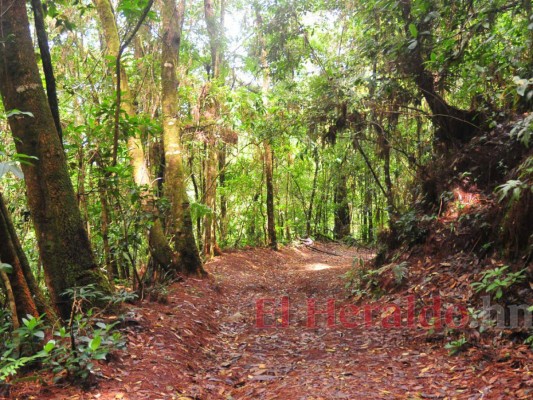 Pulmones del Distrito Central muestran la impresionante belleza de la naturaleza