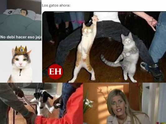 Memes que dejó el 'miau' de Harnaaz Sandhu en ceremonia de Miss Universo