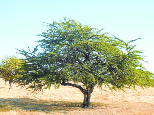 Buscan evitar la extinción de árboles de jícaro en Honduras