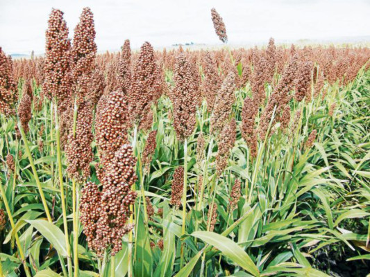 Cultivo de sorgo crece en Honduras