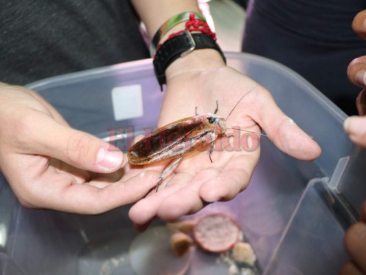 Exóticas comidas, compuestas de insectos invaden la Universidad Nacional Autónoma de Honduras