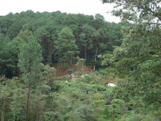 Grupo Opsa al rescate de reserva forestal la Tigra en trabajos de reforestación.