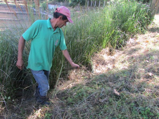 Honduras: Crecen casos de mordeduras de serpientes