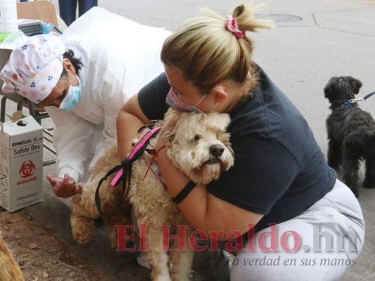 Vacunarán contra la rabia a más de 130 mil mascotas