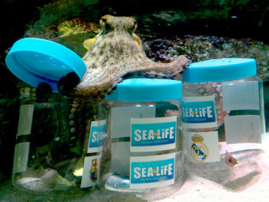 El pulpo Messi predice victoria del Barça