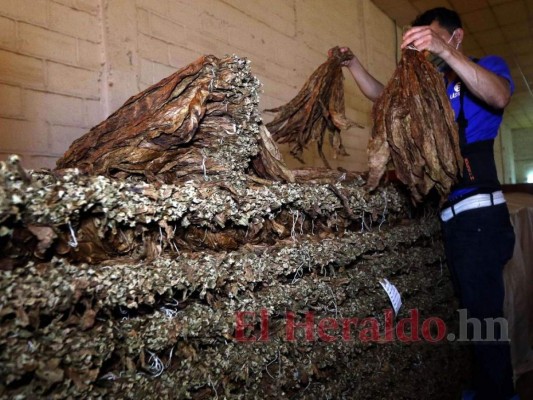 ¿Cómo se elabora el tabaco hondureño, reconocido entre los mejores a nivel mundial?