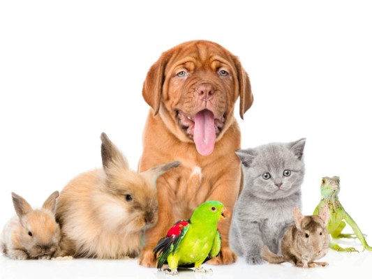 Existen muchos mitos en torno a la sexualidad de las mascotas, aquí desmentimos algunos