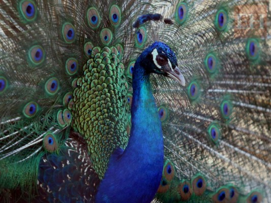 20 fotos de animales en el zoológico de Tegucigalpa que te cambiarán el día