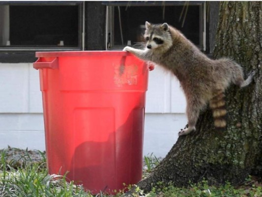 'Mapaches zombis” con moquillo alertan población en Chicago
