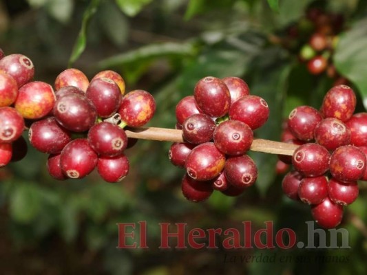 En 350% aumenta el valor exportado de café hondureño en la presente cosecha