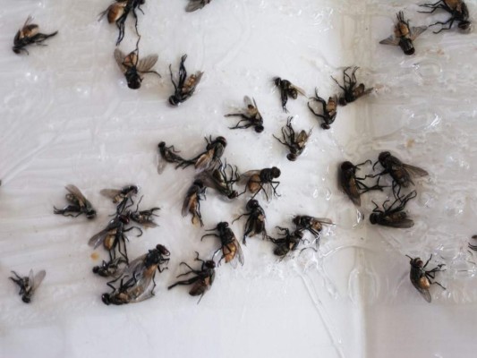 15 datos interesantes que no sabías sobre las moscas