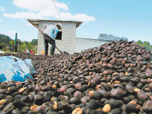 Preocupados los productores de café por bajos precios