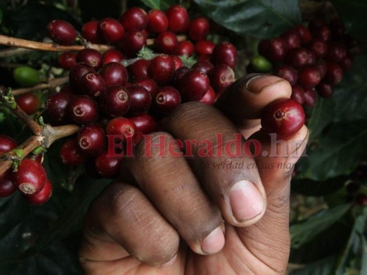 En aumento el precio del café hondureño en el mercado internacional