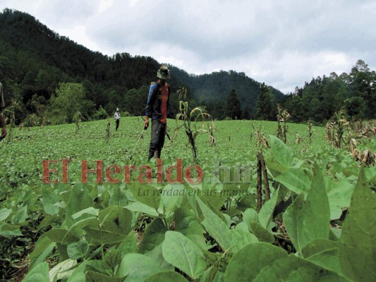 Honduras: Producción de granos se mantendrá como en el 2020