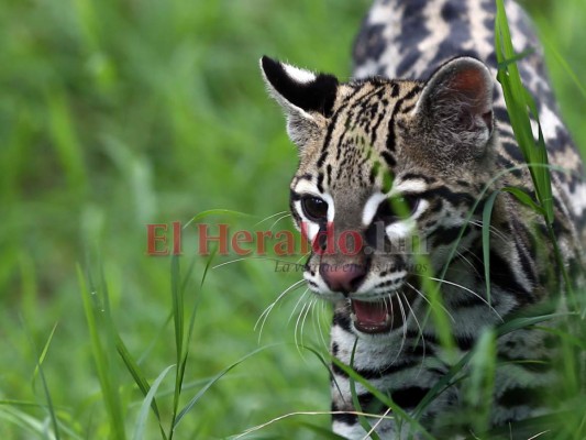 Recorriendo el Rosy Walther: Gurín, el ocelote experto en marcar territorio