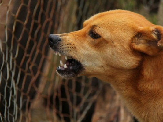 EEUU prohíbe ingreso de perros por riesgo de rabia; Honduras en la lista