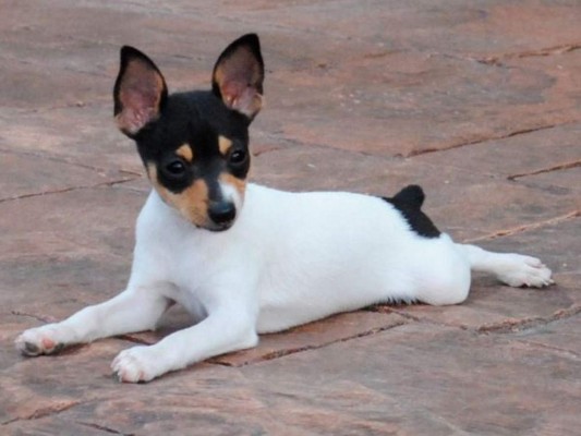 Las 7 razas de perros más pequeñas y tiernas del mundo