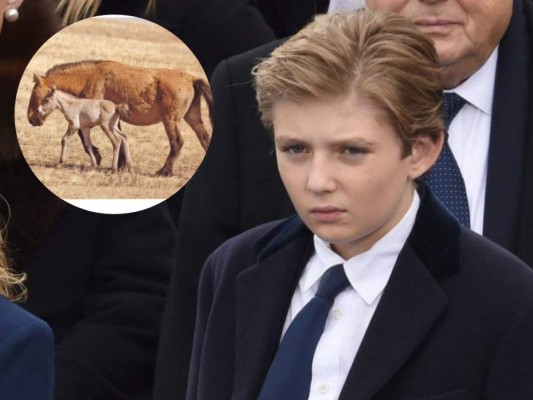 Barron Trump recibe éxotico caballo de Mongolia   