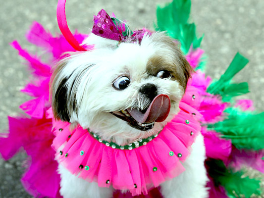 Carnaval de perros