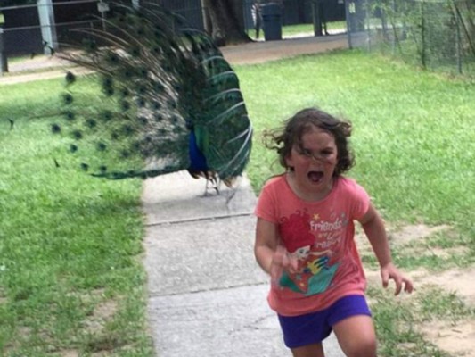 Niña corre aterrorizada de un pavo real y le hacen graciosos memes