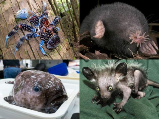 En el reino animal existen especies tan raras que a su vez pueden parecer extremadamente feas. Fotos: AFP/Infoanimales