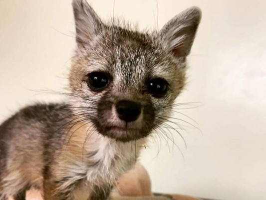 VIDEO: Un zorro huérfano sigue a una perrita en busca de ayuda