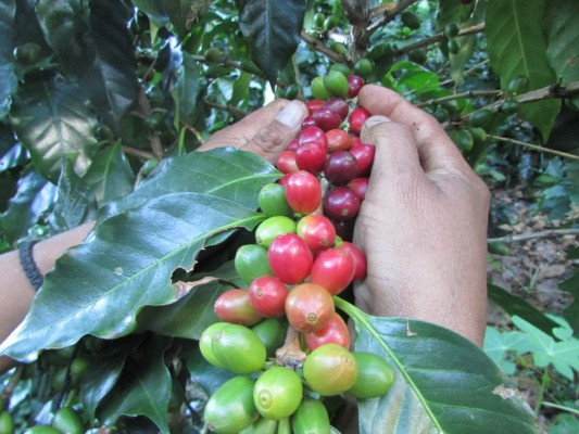 Honduras: 50 mil empleos deja corte de café