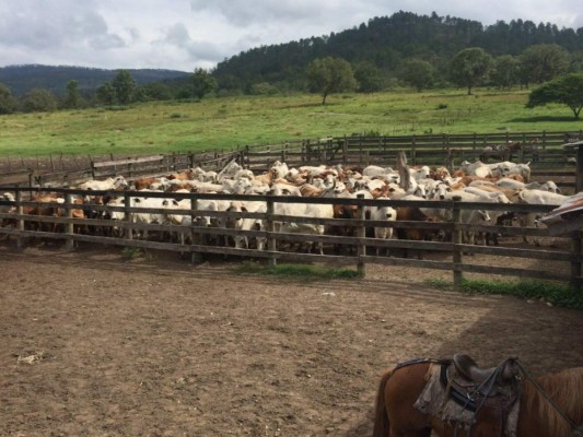 OABI toma en administración Finca de los Rosenthal en Francisco Morazán