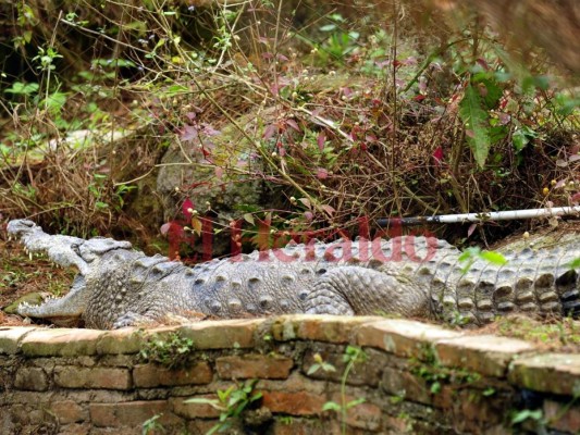 Fotos: Cautivadora, así es la fauna albergada en el zoológico Rosy Walther de la capital
