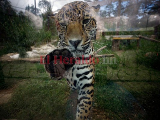 Recorriendo el zoológico Rosy Walther: Micho, el atractivo jaguar que se roba las miradas