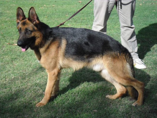 Displasia de cadera en su mascota ¿Qué hacer?