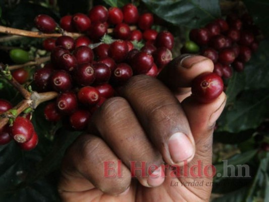 Café genera 11% más de divisas por la mejoría de los precios