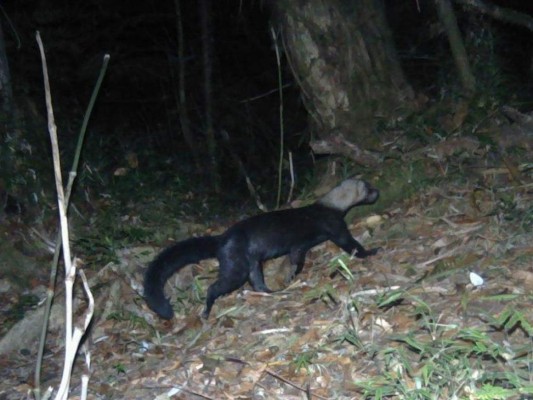 Cadejo es captado en las zonas montañosas de Honduras