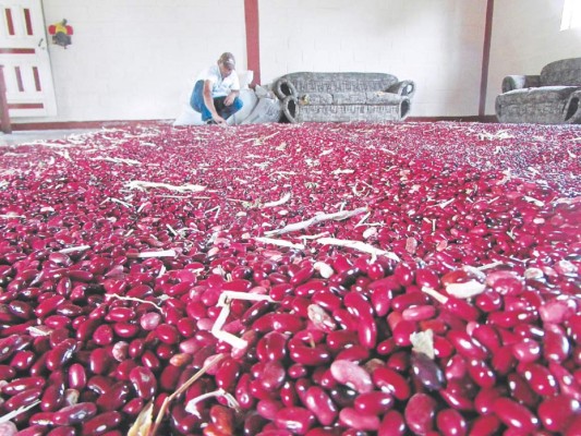 200,000 quintales de frijol exportará Honduras este año