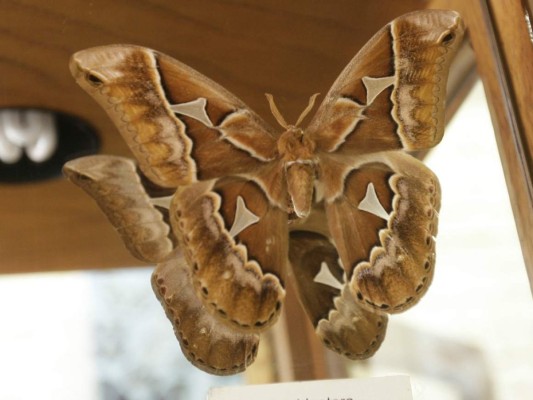 Curiosos insectos alberga la capital de Honduras