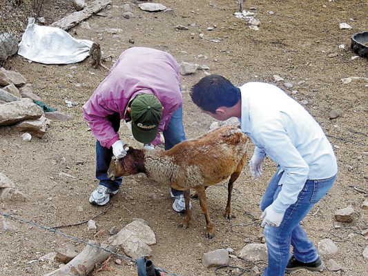 Misterioso animal mata ovejas en Comayagua
