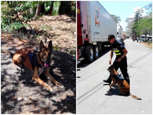 Detienen en Costa Rica a aficionados hondureños por posesión de marihuana