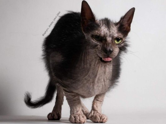 Lobo, el exótico gato que impresiona con su aspecto