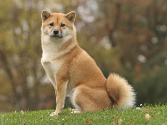 Vídeo: Captan el momento en que un perro japonés intenta hablar
