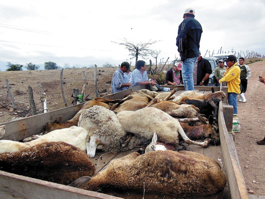 Identifican huella de mordedura de felino en ovejas desangradas