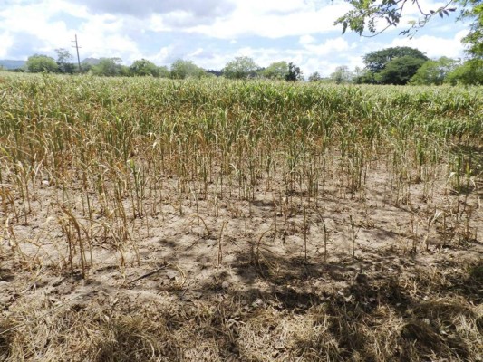 Habrá escasez de granos básicos en Olancho a causa de la sequía