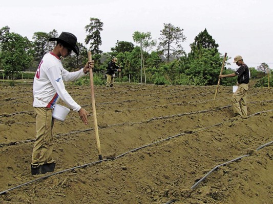 Por sequía, campesinos desisten de producir granos básicos
