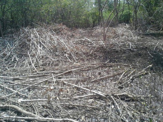 Destrucción del bosque de mangle amenaza biodiversidad del Golfo