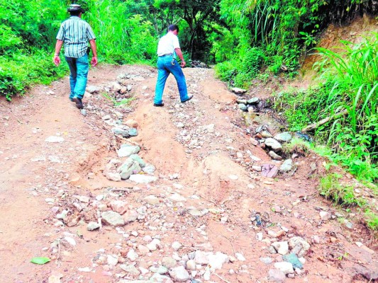Por 40 kilómetros de carreteras en ruinas se transportará café