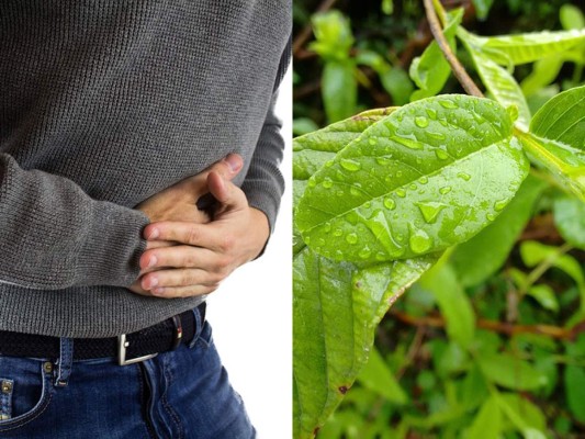 Si padeces de colon irritable la hoja de guayabo es la solución
