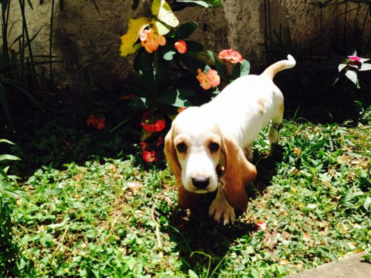 El perro ideal para cada familia